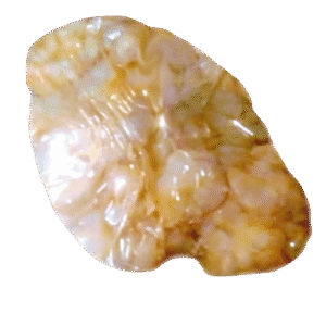 Camarones desmasados