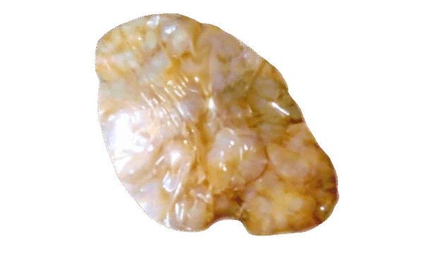 Camarones desmasados